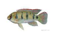 African Buterfly cichlid