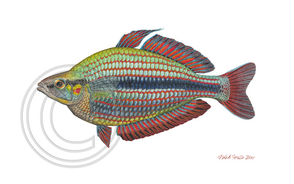 banded-rainbowfish