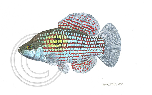 florida-flagfish