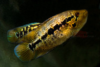 Parachromis fredrichsthali "La Cieba"