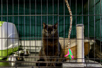 cat-in-animal-shelter-2023-11-27-05-10-37-utc