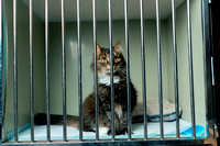 in-a-veterinary-clinic-in-a-spacious-enclosure-beh-2024-03-26-18-56-33-utc