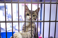 kitten-in-cage-2023-11-27-05-31-46-utc