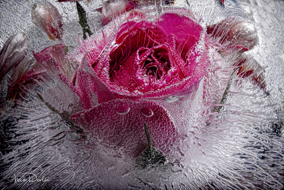 Antiqued Rose