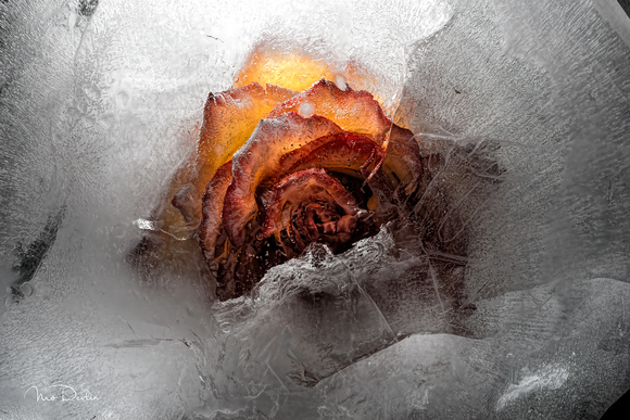 Rose Half Iced