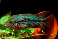 Parachromis motaguensis "Rio Blanco"